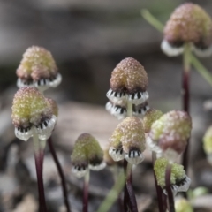 Asterella drummondii at Bruce, ACT - 13 Sep 2022