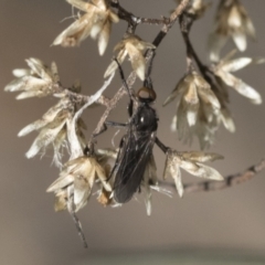 Bibionidae (family) (Bibionid fly) at Bruce Ridge to Gossan Hill - 13 Sep 2022 by AlisonMilton