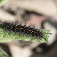 Nyctemera amicus (Senecio Moth, Magpie Moth, Cineraria Moth) at Gossan Hill - 13 Sep 2022 by AlisonMilton