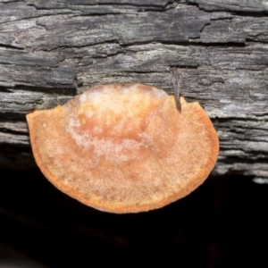 Trametes (old Pycnoporus sp.) at Bruce, ACT - 13 Sep 2022