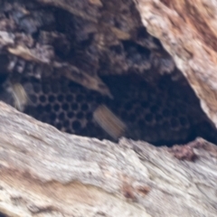 Apis mellifera (European honey bee) at Bruce, ACT - 13 Sep 2022 by AlisonMilton