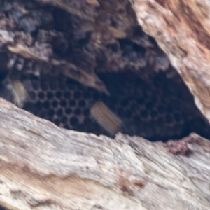 Apis mellifera at Bruce, ACT - 13 Sep 2022 11:59 AM