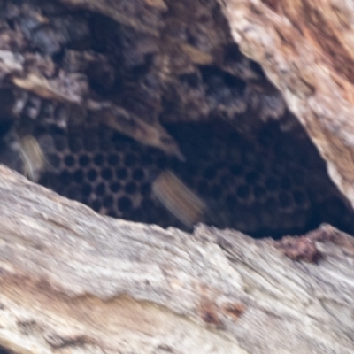 Apis mellifera (European honey bee) at Bruce, ACT - 13 Sep 2022 by AlisonMilton