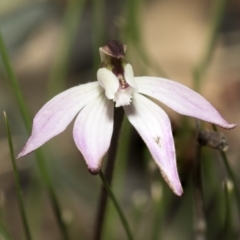 Caladenia fuscata (Dusky Fingers) at Gossan Hill - 13 Sep 2022 by AlisonMilton