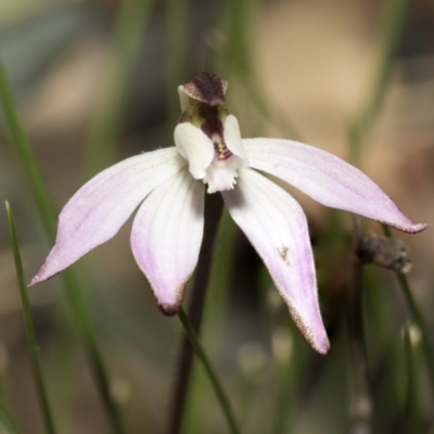 Caladenia fuscata (Dusky Fingers) at Bruce, ACT - 13 Sep 2022 by AlisonMilton