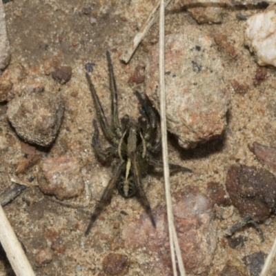 Venatrix sp. (genus) (Unidentified Venatrix wolf spider) at Bruce Ridge to Gossan Hill - 13 Sep 2022 by AlisonMilton