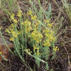 Pimelea curviflora (Curved Rice-flower) at Mitchell, ACT - 22 Nov 2018 by michaelb