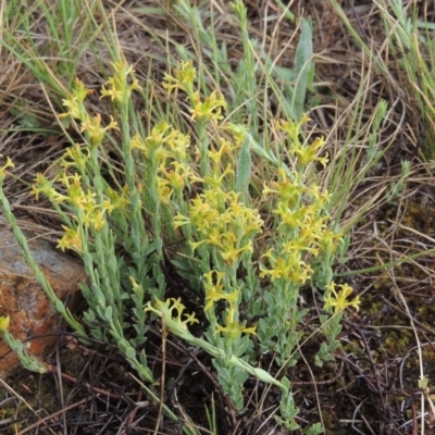 Pimelea curviflora (Curved Rice-flower) at Mitchell, ACT - 22 Nov 2018 by michaelb