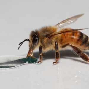 Apis mellifera at Evatt, ACT - 15 Sep 2022 03:12 PM