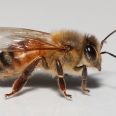 Apis mellifera at Evatt, ACT - 15 Sep 2022 03:12 PM