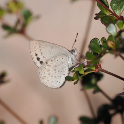 Erina hyacinthina (Varied Dusky-blue) at Paddys River, ACT - 14 Sep 2022 by RAllen