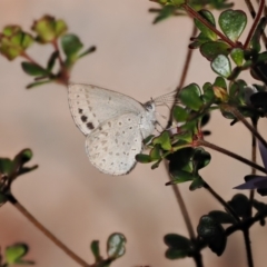 Erina hyacinthina at Paddys River, ACT - 14 Sep 2022 03:26 PM