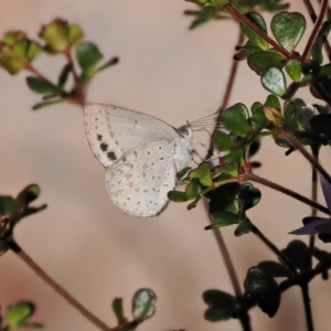 Erina hyacinthina at Paddys River, ACT - 14 Sep 2022 03:26 PM