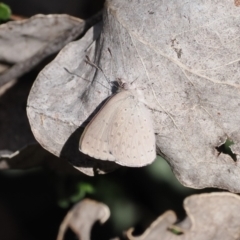 Erina hyacinthina at Paddys River, ACT - 14 Sep 2022 03:26 PM