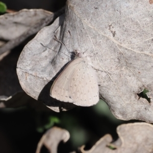 Erina hyacinthina at Paddys River, ACT - 14 Sep 2022