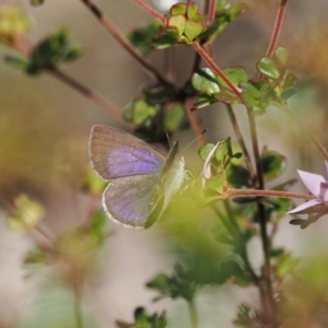 Erina hyacinthina at Paddys River, ACT - 14 Sep 2022 03:26 PM