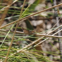 Erina hyacinthina (Varied Dusky-blue) at Paddys River, ACT - 14 Sep 2022 by RAllen