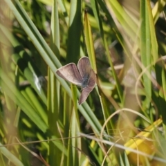 Erina hyacinthina (Varied Dusky-blue) at Paddys River, ACT - 14 Sep 2022 by RAllen