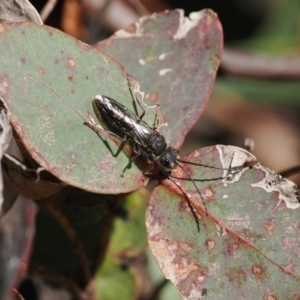 Pompilidae (family) at Paddys River, ACT - 14 Sep 2022