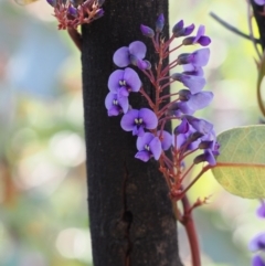 Hardenbergia violacea (False Sarsaparilla) at Paddys River, ACT - 14 Sep 2022 by RAllen