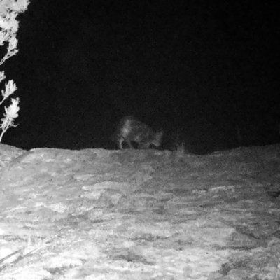 Felis catus (Feral Cat) at Tennent, ACT - 12 Sep 2022 by ChrisHolder