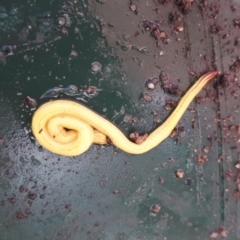 Caenoplana hillii (Hill's flatworm) at Yaouk, NSW - 14 Sep 2022 by JARS