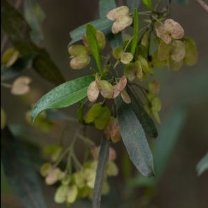 Dodonaea triquetra at Tallong, NSW - 14 Sep 2022