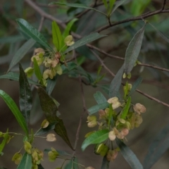 Dodonaea triquetra at Tallong, NSW - 14 Sep 2022