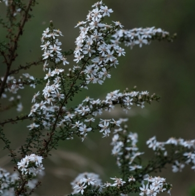 Olearia microphylla (Olearia) at Tallong, NSW - 14 Sep 2022 by Aussiegall