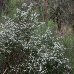 Olearia microphylla at Tallong, NSW - 14 Sep 2022