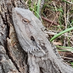 Pogona barbata (Eastern Bearded Dragon) at Mount Mugga Mugga - 16 Sep 2022 by Mike