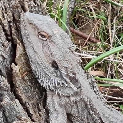 Pogona barbata (Eastern Bearded Dragon) at O'Malley, ACT - 16 Sep 2022 by Mike