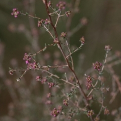 Kunzea parvifolia at Tallong, NSW - 14 Sep 2022