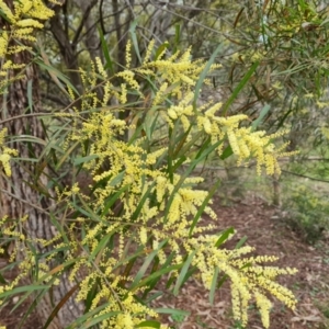 Acacia floribunda at O'Malley, ACT - 16 Sep 2022