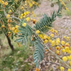 Acacia dealbata (Silver Wattle) at O'Malley, ACT - 16 Sep 2022 by Mike