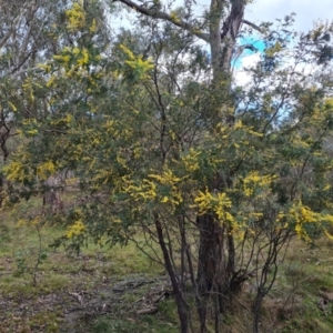 Acacia dealbata at O'Malley, ACT - 16 Sep 2022