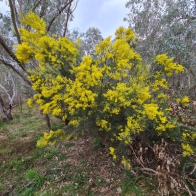 Acacia boormanii (Snowy River Wattle) at O'Malley, ACT - 16 Sep 2022 by Mike