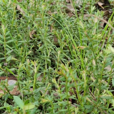 Gonocarpus tetragynus (Common Raspwort) at O'Malley, ACT - 16 Sep 2022 by Mike