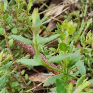 Gonocarpus tetragynus at O'Malley, ACT - 16 Sep 2022