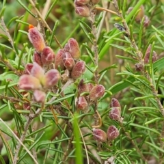 Dillwynia sp. Yetholme (P.C.Jobson 5080) NSW Herbarium at O'Malley, ACT - 16 Sep 2022 by Mike