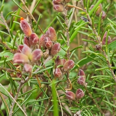 Dillwynia sp. Yetholme (P.C.Jobson 5080) NSW Herbarium at O'Malley, ACT - 16 Sep 2022 by Mike