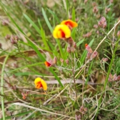 Dillwynia sp. Yetholme (P.C.Jobson 5080) NSW Herbarium at O'Malley, ACT - 16 Sep 2022 02:28 PM