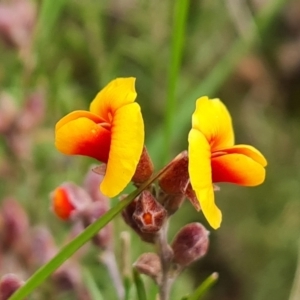 Dillwynia sp. Yetholme (P.C.Jobson 5080) NSW Herbarium at O'Malley, ACT - 16 Sep 2022