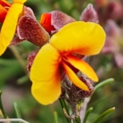 Dillwynia sp. Yetholme (P.C.Jobson 5080) NSW Herbarium at O'Malley, ACT - 16 Sep 2022