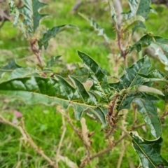 Solanum cinereum at O'Malley, ACT - 16 Sep 2022 02:59 PM