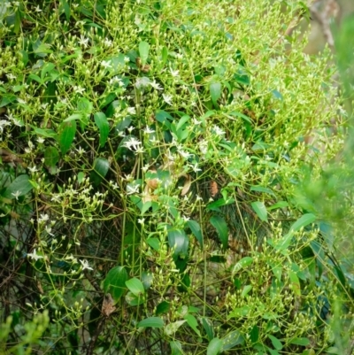 Clematis glycinoides (Headache Vine) at Tallong, NSW - 14 Sep 2022 by Aussiegall