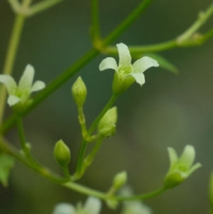 Clematis glycinoides at Tallong, NSW - 14 Sep 2022