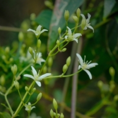 Clematis glycinoides at Tallong, NSW - 14 Sep 2022