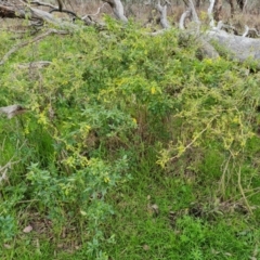 Solanum chenopodioides (Whitetip Nightshade) at O'Malley, ACT - 16 Sep 2022 by Mike