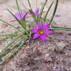 Romulea rosea var. australis (Onion Grass) at Tralee, NSW - 16 Sep 2022 by roman_soroka